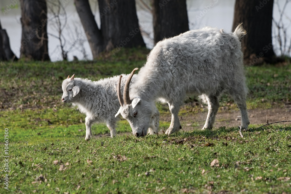 White goat and kid are grazed on a meadow White goat and kid are grazed on a meadow