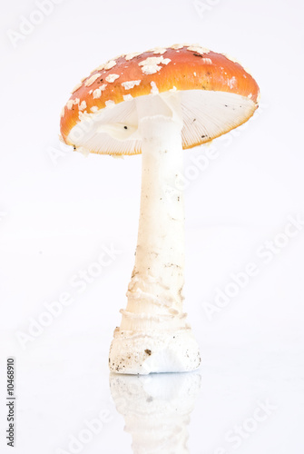 amanite