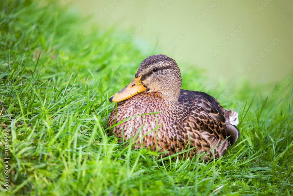 Portrait of a duck on a green background Portrait of a duck on a green background
