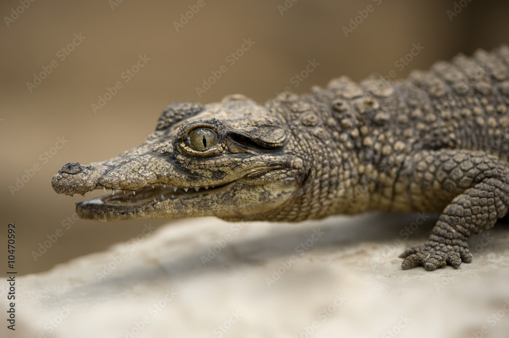 Fototapeta premium Young caiman