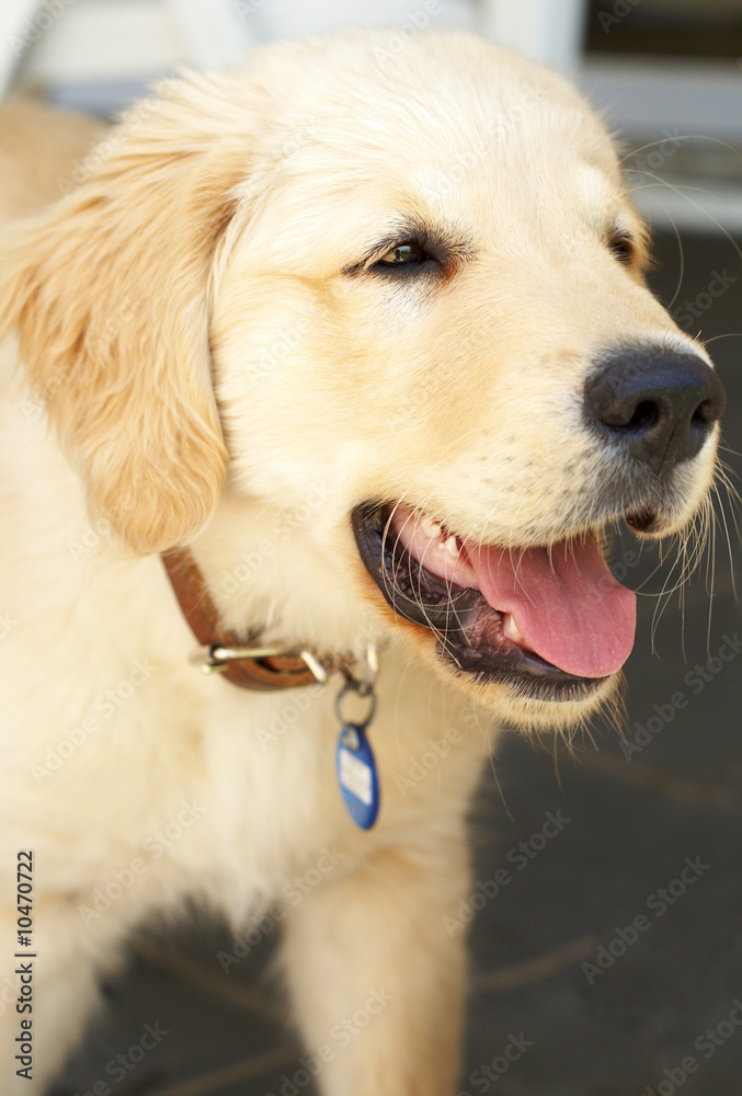 Small obedient golden retriever puppy standing