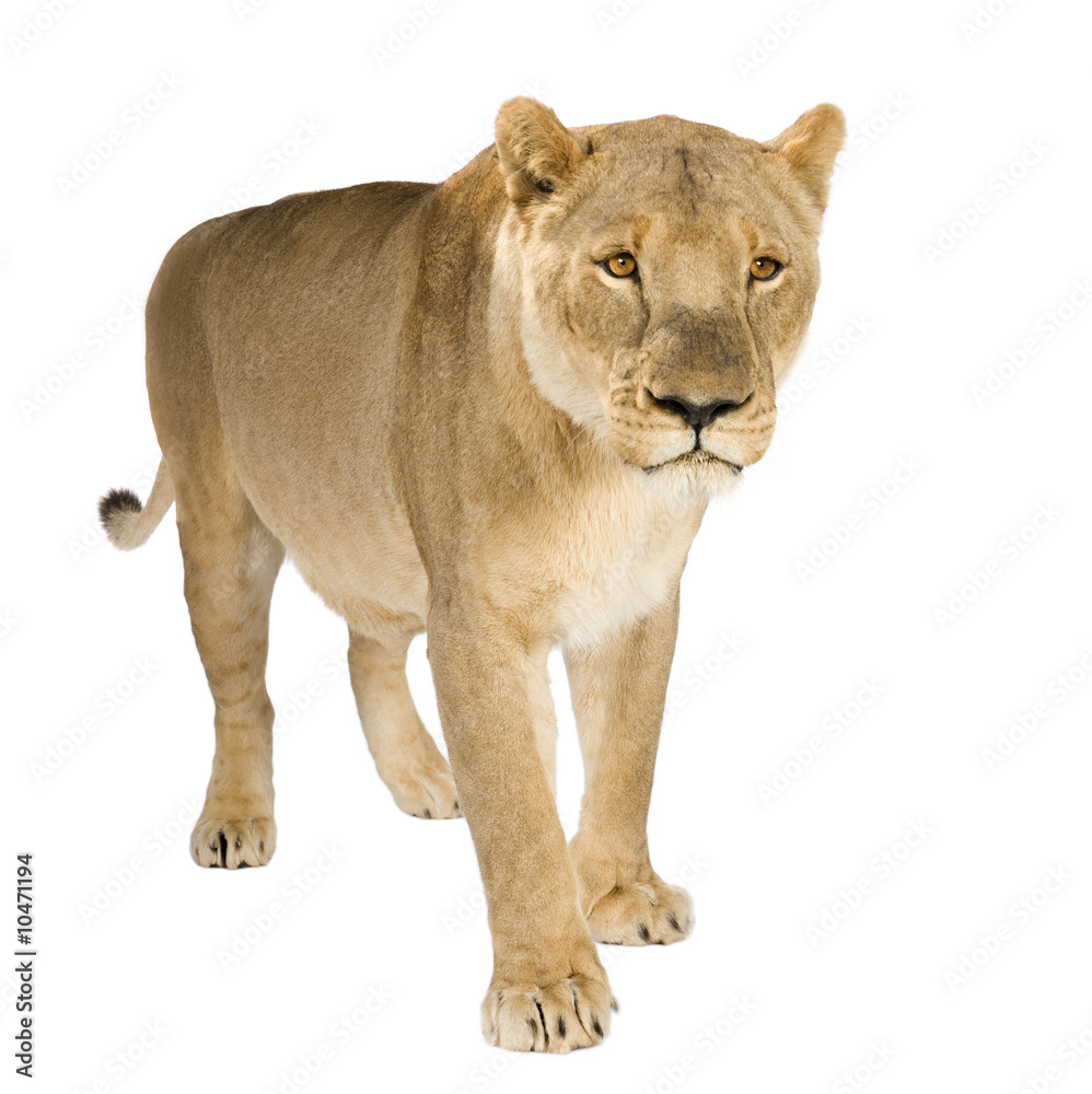 Lioness (8 years) Lioness (8 years)