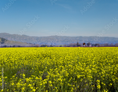 Field of mustard located in Napa Valley California