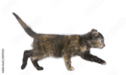 Tortoiseshell cat (2 months) in front of a white background