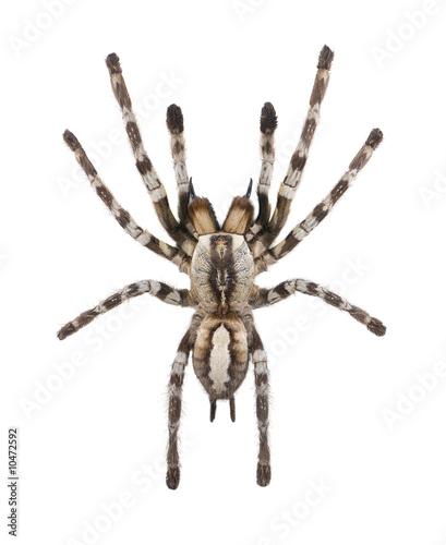 Spider in front of a white background