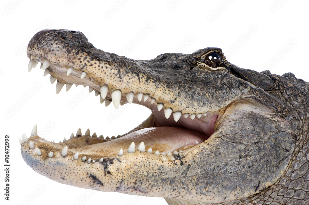 Obraz premium American Alligator (30 lat) przed białym tle