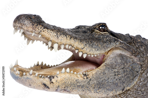 American Alligator (30 years) in front of a white background