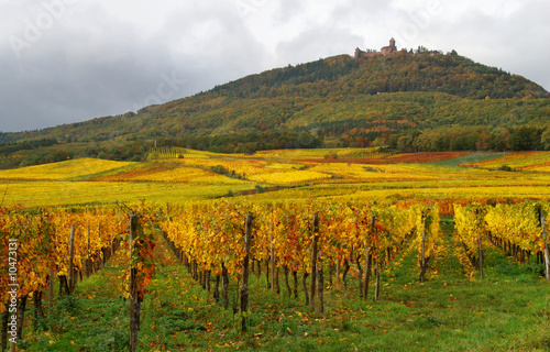 Colorful Vineyards and a castle