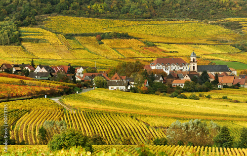 Autumn Vineyard in France