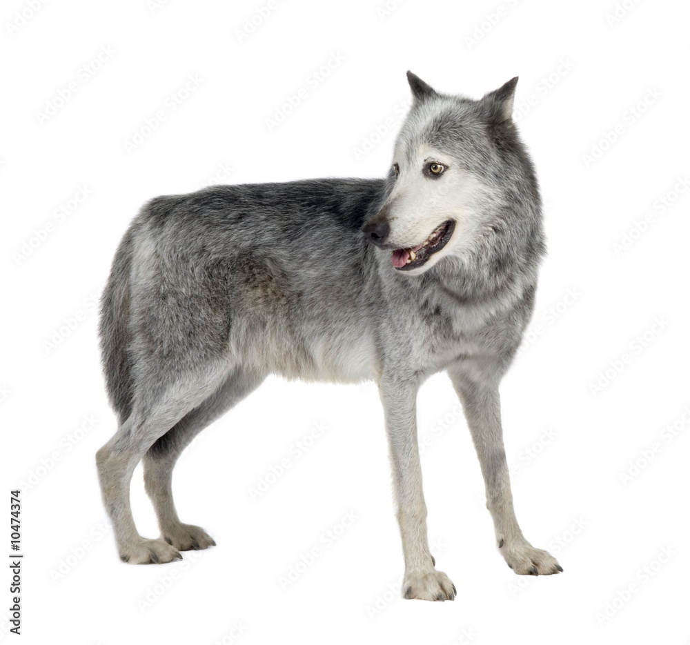 Fototapeta premium Mackenzie Valley Wolf (8 years) in front of a white background