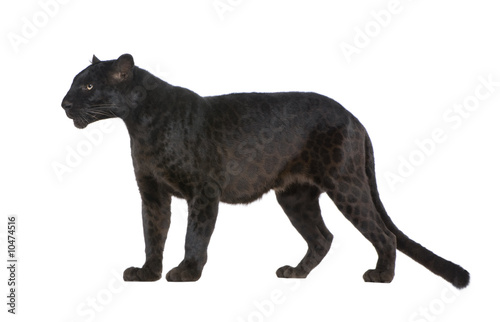 Black Leopard (6 years) in front of a white background © Eric Isselée