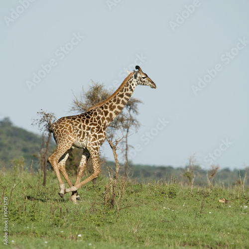 Girafe in the Serengeti © Eric Isselée