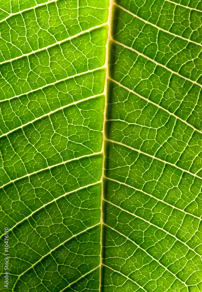 Close-up of green leaf Close-up of green leaf