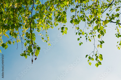 green foliage branch and blue sky