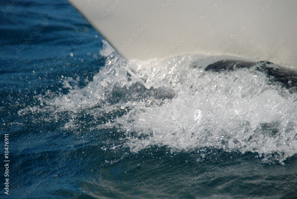 Fototapeta premium vague