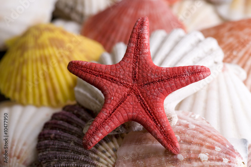 Red starfish and colored seashell
