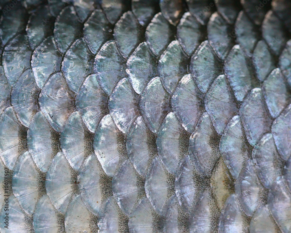 texture of fish scales Stock Photo
