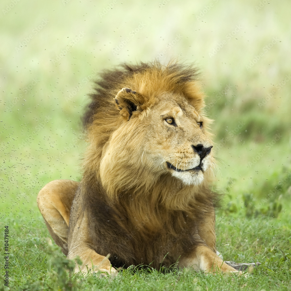 Obraz premium Lion lying down in the grass in the Serengeti reserve