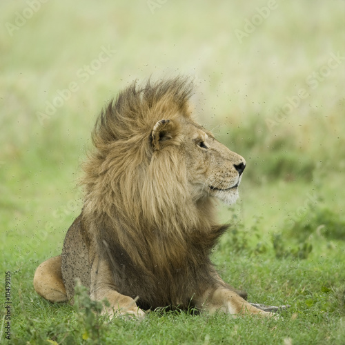 Lion lying down in the grass in the Serengeti reserve