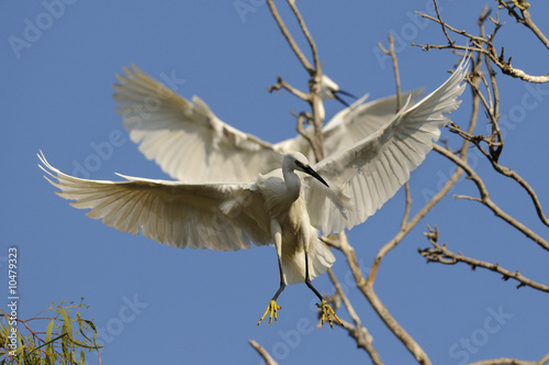 Little Egret (Egretta Garzetta) photo