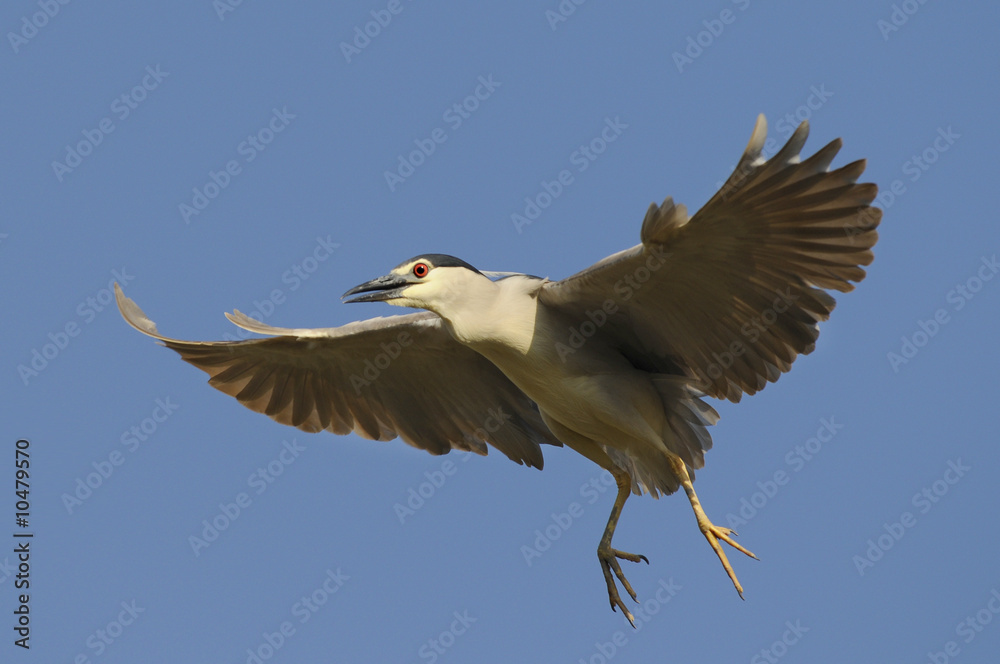 Obraz premium Nycticorax