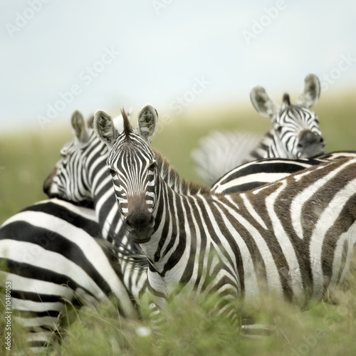 Fototapeta Naklejka Na Ścianę i Meble -  Zebras looking at the camera in the serengeti