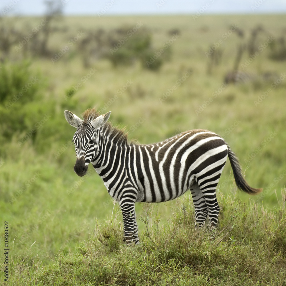 young zebra in the serengeti plain young zebra in the serengeti plain
