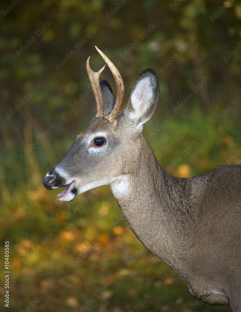 whitetail buck near a forest edge in autumn