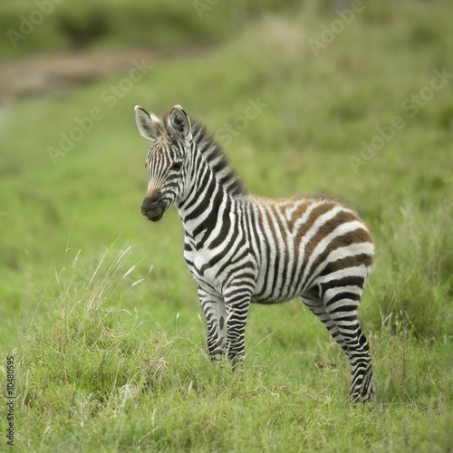 young zebra in the serengeti plain