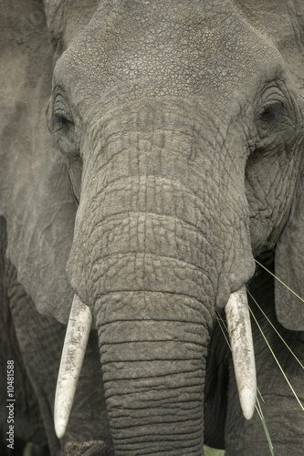 Close-up on a elephant's head