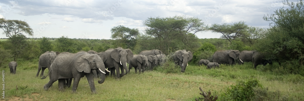 Fototapeta premium Herd of elephant in the serengeti plain