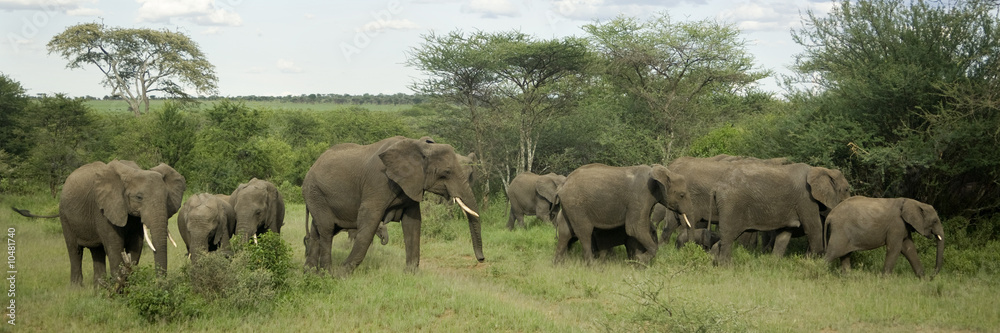 Herd of elephant in the serengeti plain