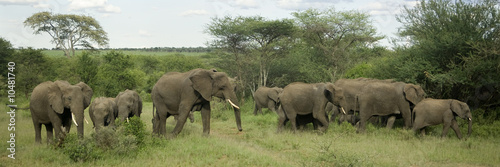 Herd of elephant in the serengeti plain