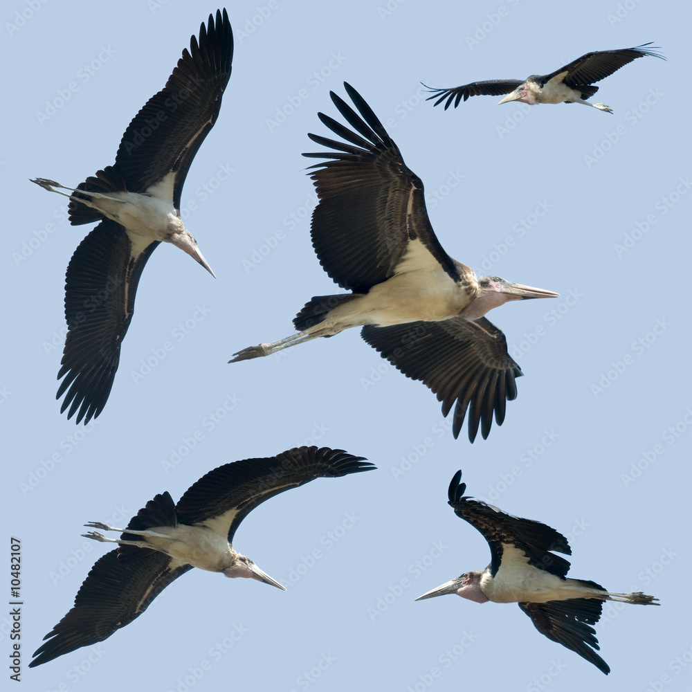 Obraz premium Set of Leptoptilos flying against a blue background