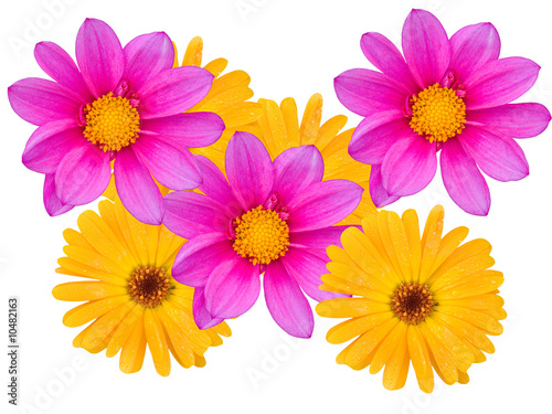 Flowers with yellow and violet petals