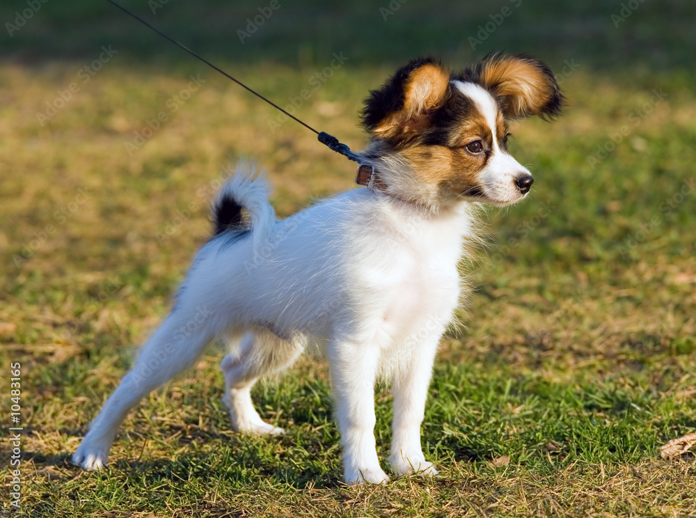 Portrait of the puppy of breed papillon. Portrait of the puppy of breed papillon.
