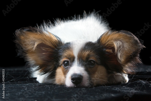 The puppy papillon on a black background