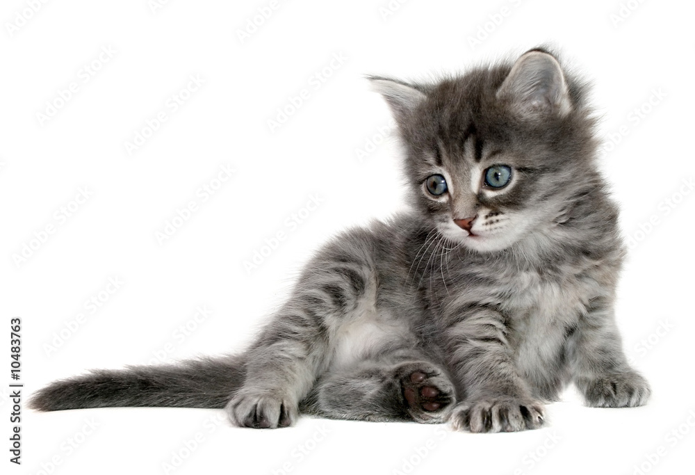 Small kitten on a white background.