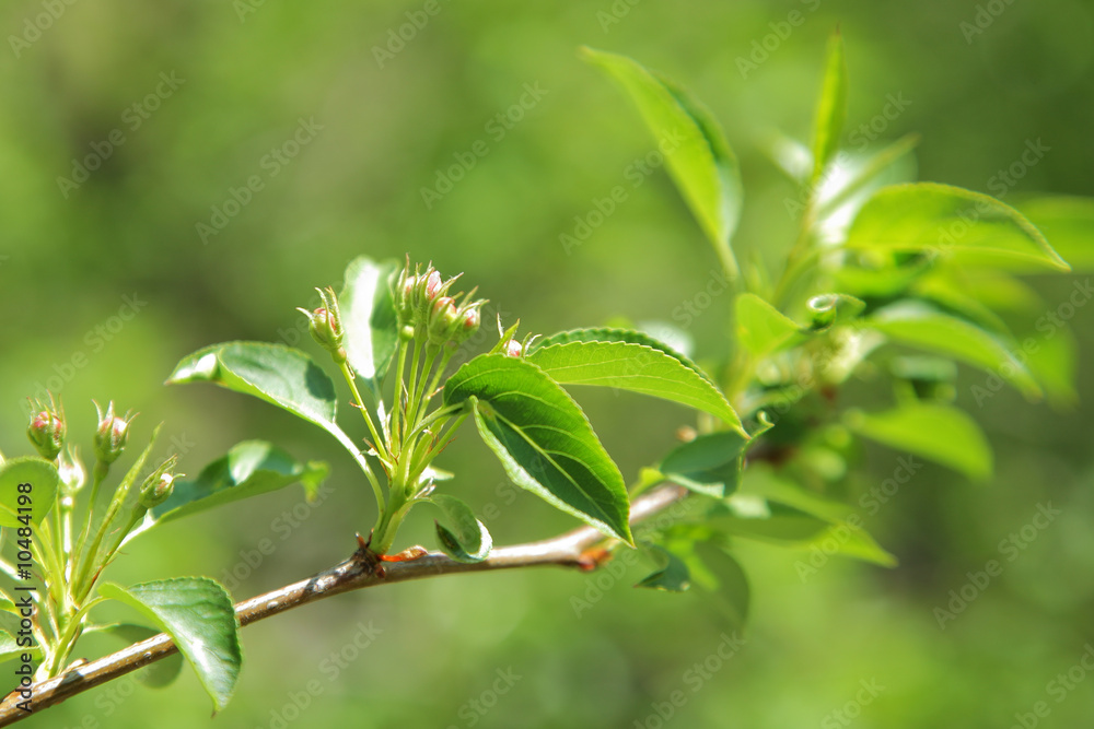 Obraz premium verdant leaves of apple tree