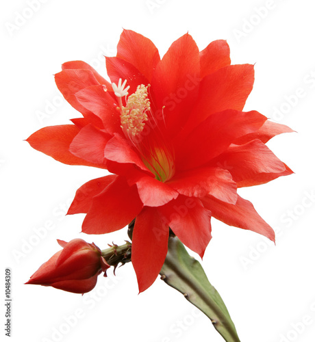 isolated blooming Orchid cactus