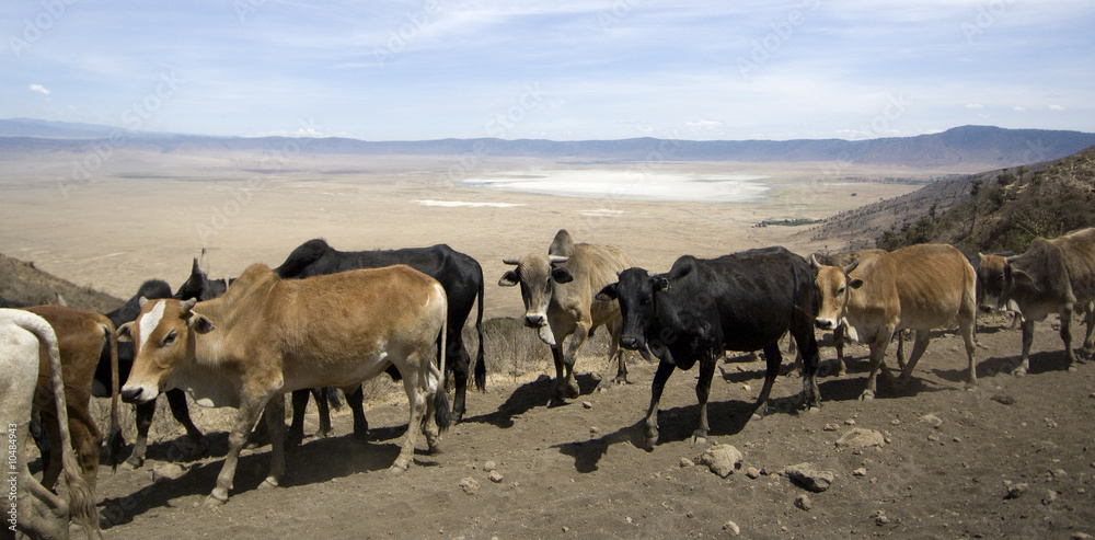 View on the Ngorongoro Crater over a herd of cow View on the Ngorongoro Crater over a herd of cow