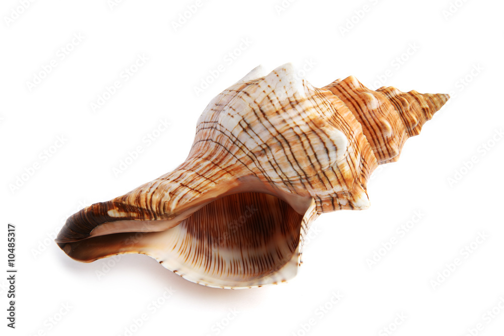 sea shell isolated on white background sea shell isolated on white background
