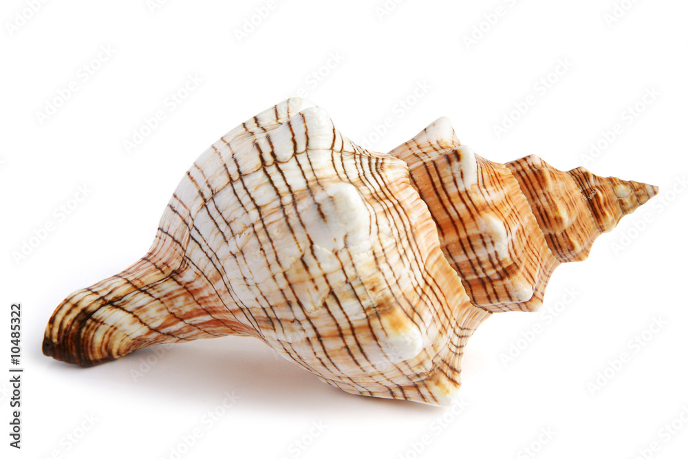 sea shell isolated on white background sea shell isolated on white background