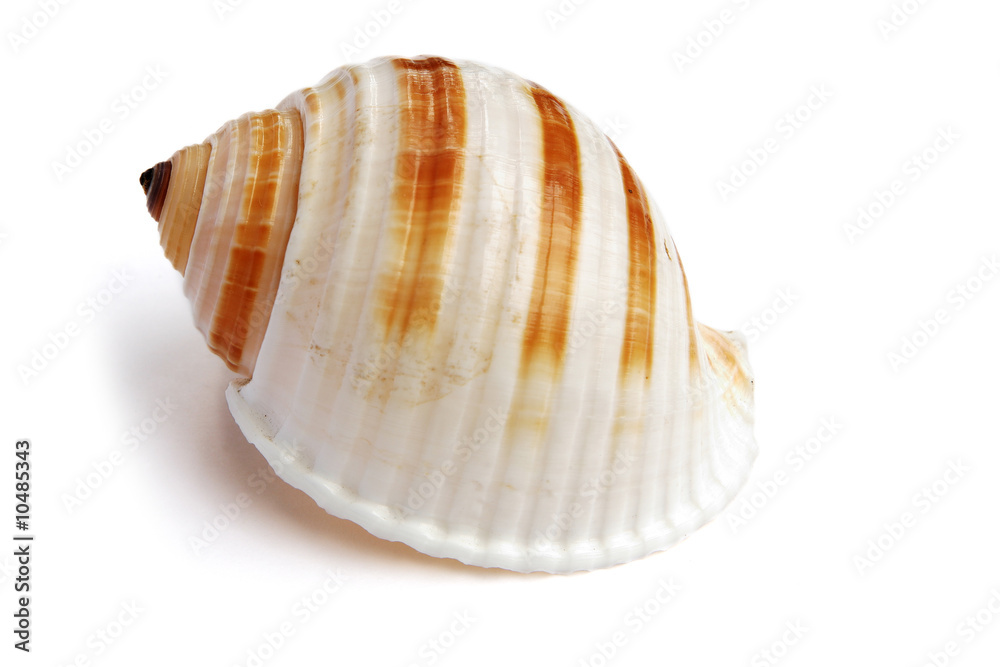 sea shell isolated on white background