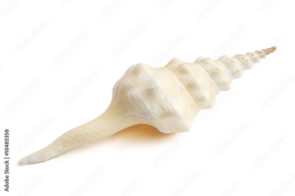 sea shell isolated on white background sea shell isolated on white background