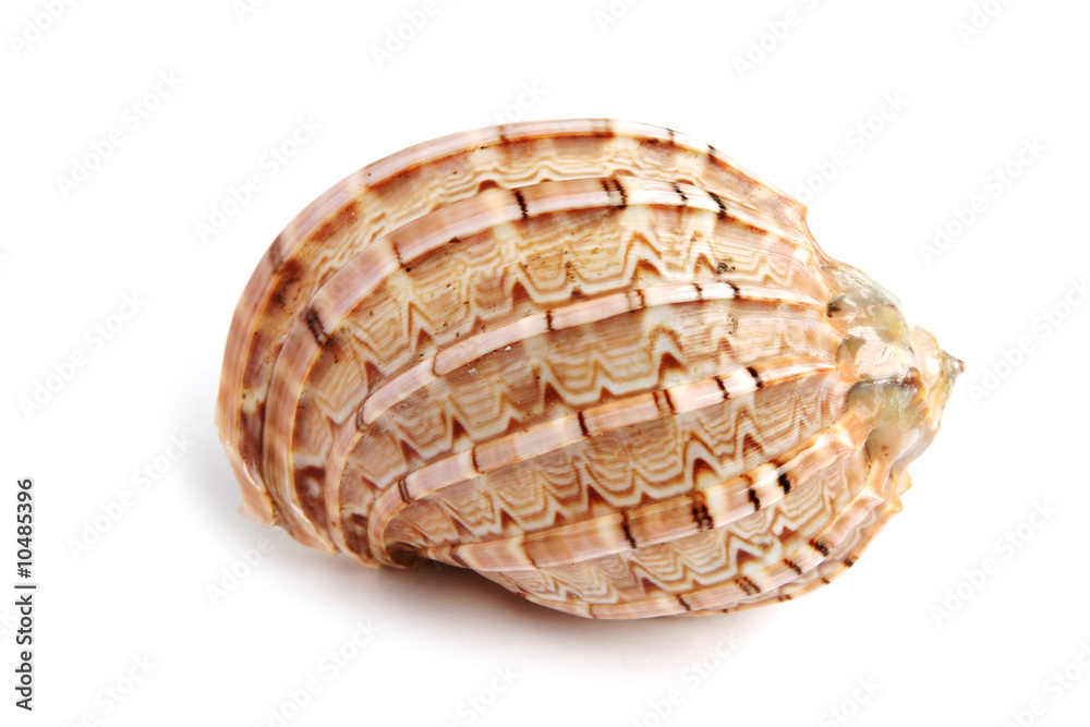 sea shell isolated on white background