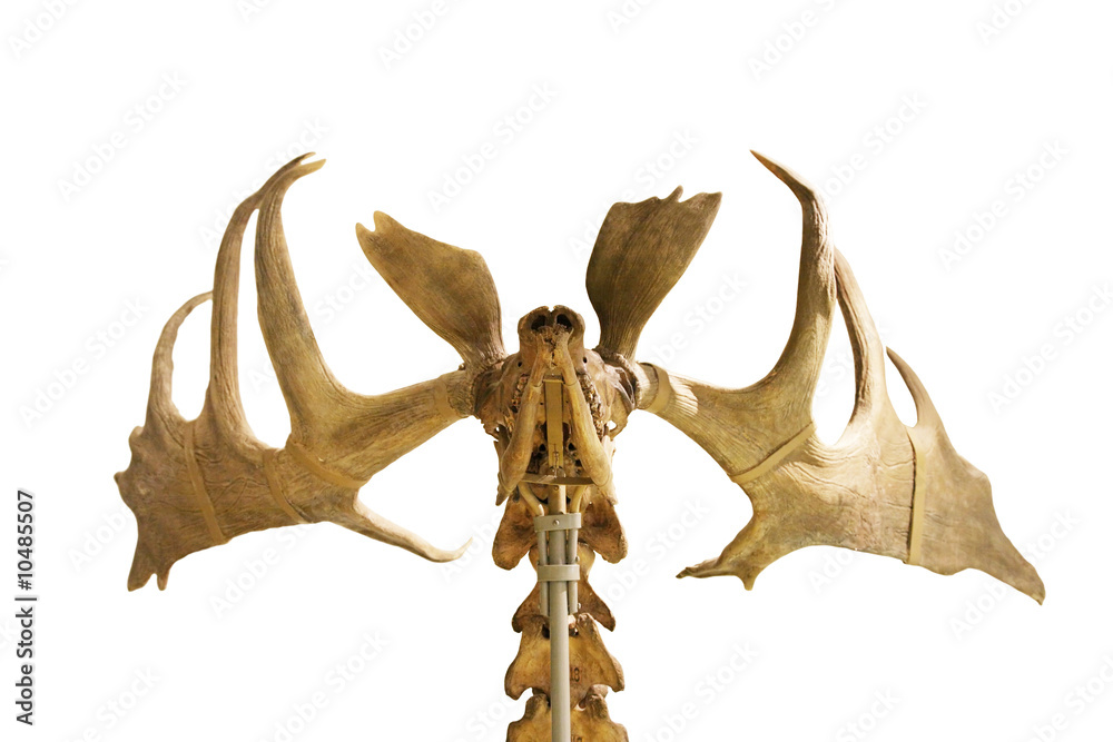 Naklejka premium skeleton of fossil deer