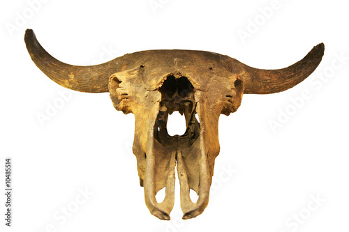 skeleton of fossil bull