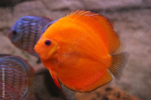 tropical fish discus (Symphysodon)