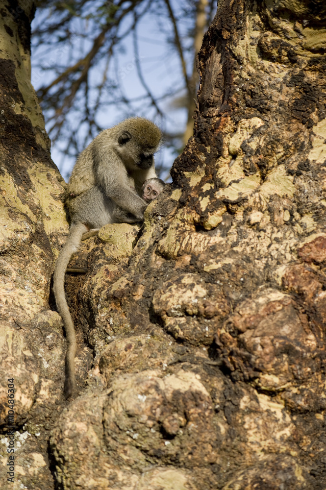 Obraz premium Monkey